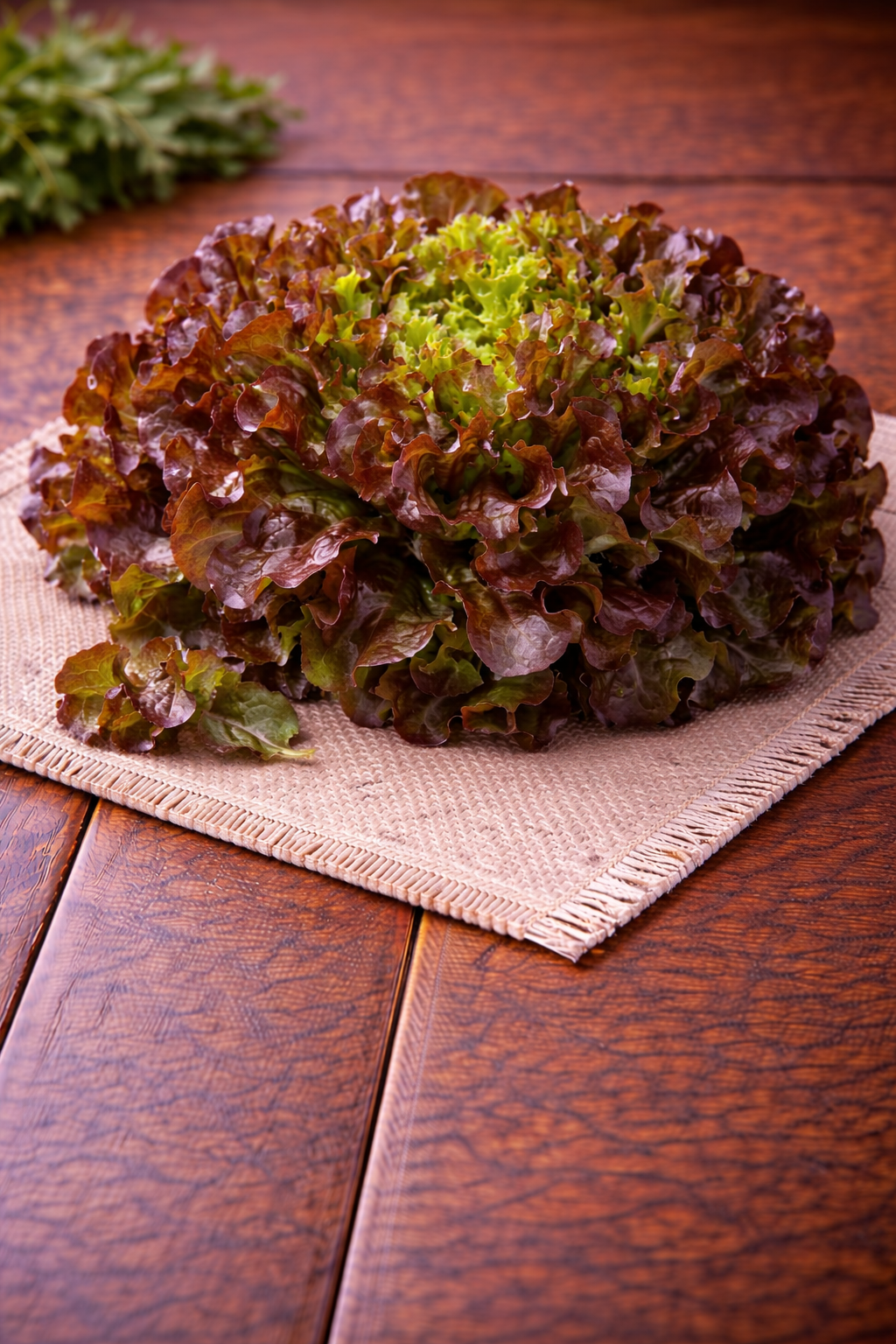 Salade feuille de chêne rouge